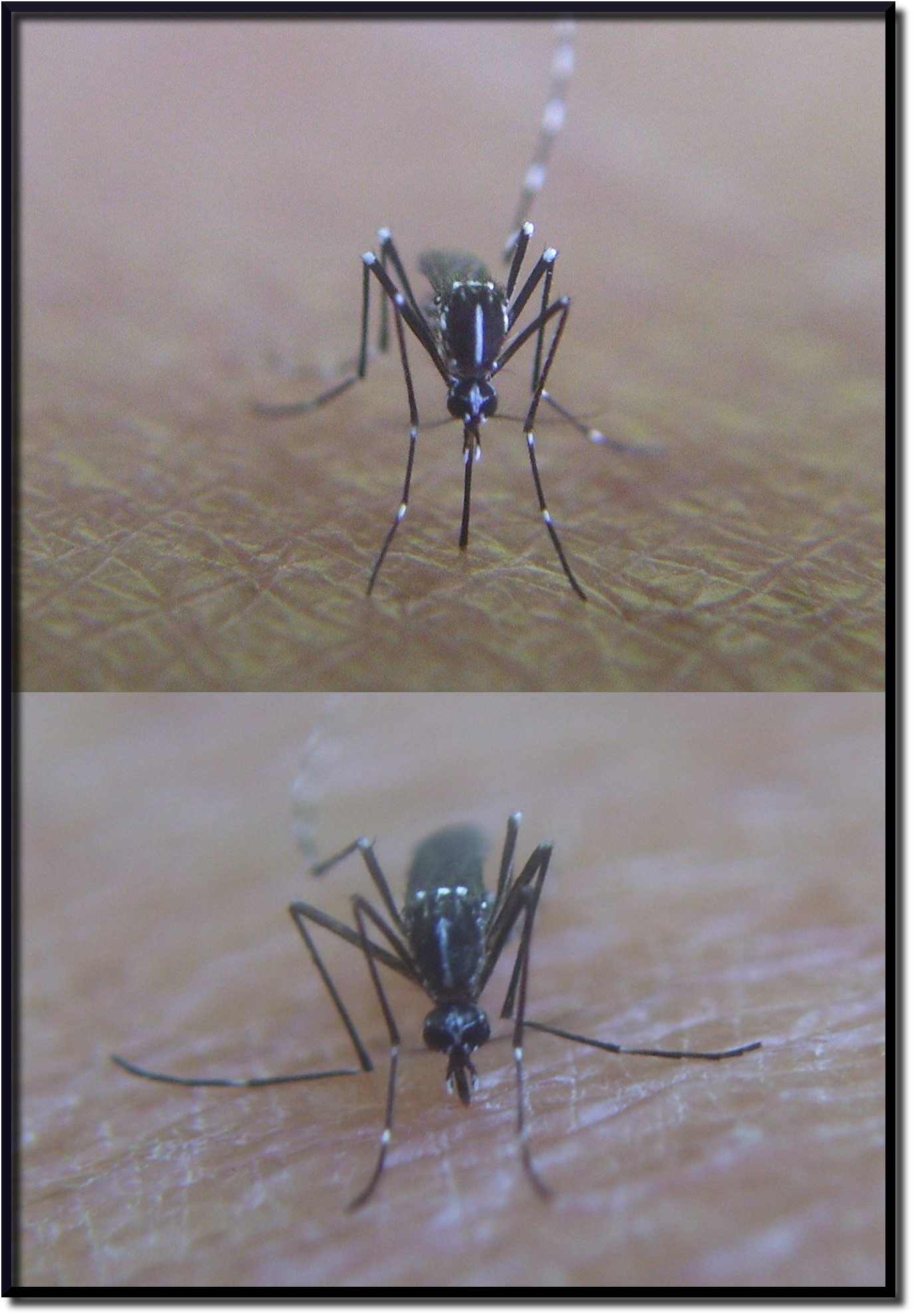 Aedes albopictus vanitosa!